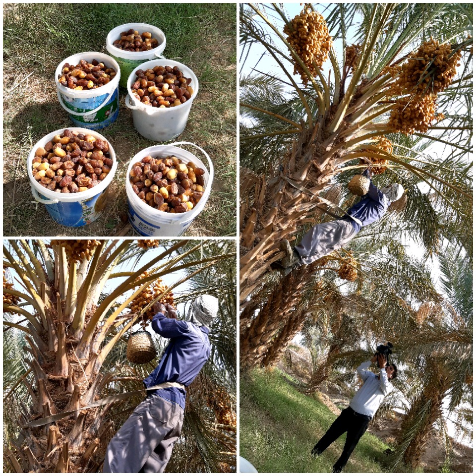 آغاز برداشت خرما از نخیلات شهرستان